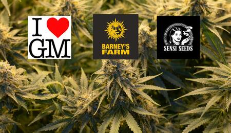 Barney's Farm, Sensi Seeds a ILGM v historické fúzi