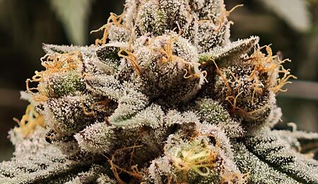 Bayern blockiert erneut Cannabis-Ausgabe