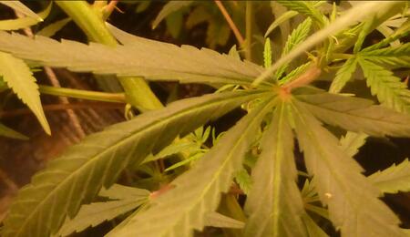Cannabis médical : l’entreprise Bedrocan en difficulté