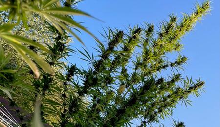 Des Africaines dans le Sud Berry