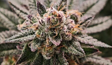 Bio oder mineralisch - Düngerwahl beim Cannabis-Grow