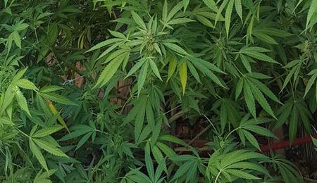 Cannabis Corsica : bonus photos