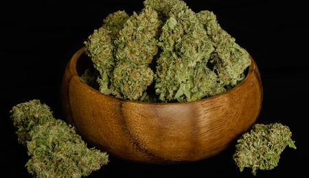 Lancement officiel des premières graines hybrides F1 de Royal Queen Seeds sur le marché du cannabis