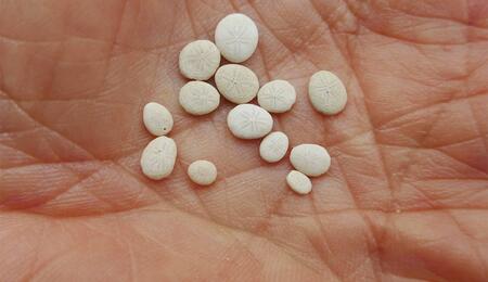 CBD gegen Meth-Sucht: Studie zeigt Wirkung auf Suchtgedächtnis