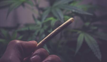 CBD jako brzda THC? Jen za určitých podmínek