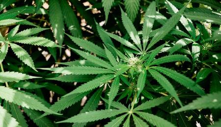 CBD