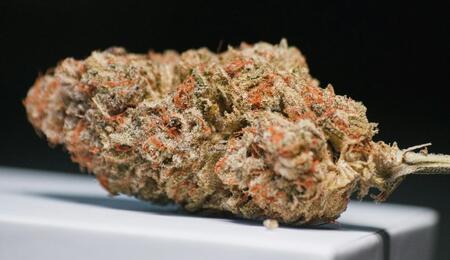 CBD może chronić mózg