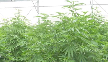 Les producteurs de chanvre bien-être se mobilisent contre le gouvernement 