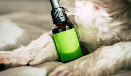 CBD reduziert Tumorwachstum bei Hunden