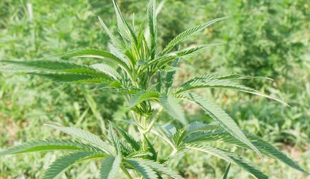 El Observatorio Europeo del Cannabis pide a los partidos la regulación inmediata del CBD