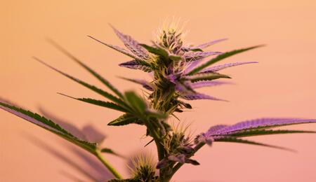 Erfahre alles über die medizinische Wirkung von CBG bei Glaukom, Entzündungen und gegen den Krebs.