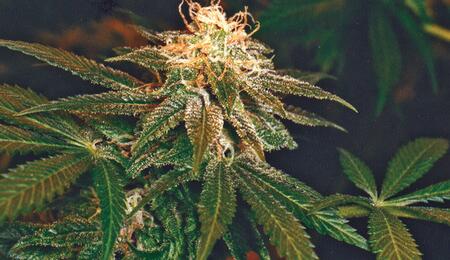 Aprovecha las ventajas de un invernadero para cannabis