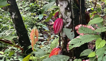 L’autre plante du mois : le Cacaoyer