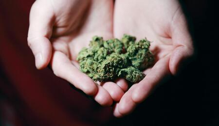 Chunks of marijuana buds holding in the hands.
