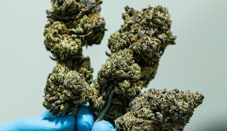 Marihuana