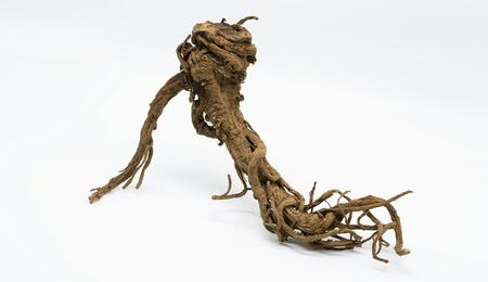 Cannabis-Wurzeln und ihr unterschätztes medizinisches Potenzial.