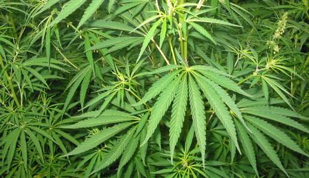 Cannabis Nutrition- Molybdenum