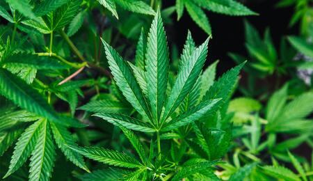 Cannabinoide und Terpene