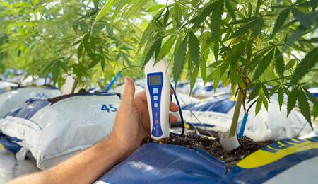 Wie effizient ist dein Grow? Lerne, wie du den Cannabis-Ertrag pro Pflanze, pro Quadtrameter und kWh exakt berechnest.