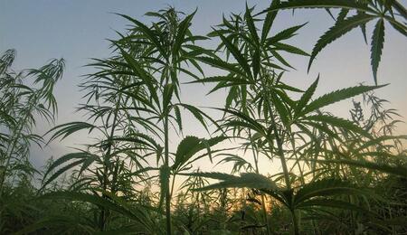 Razzia Einwanderungsbehörde Cannabisfarm Kalifornien