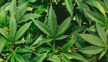 Gicht mit Cannabis behandeln? Alles über die Wirkung und warum die Kombination mit Colchicin lebensgefährlich sein kann. 