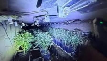 More than 240 cannabis plants were found growing in a drainage culvert located beneath the busy M1 motorway, near the village of Watford in Northamptonshire