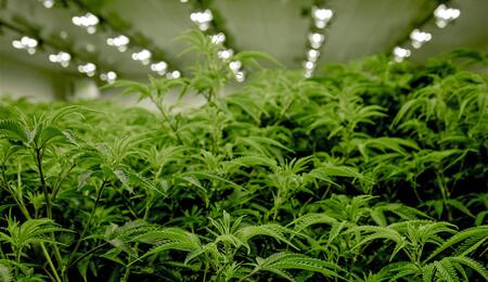 Viele Länder bauen ihre eigenen Industrien für medizinisches Cannabis auf, die meisten von ihnen für den Exportsektor.