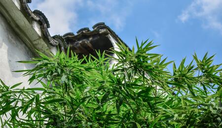 Wie verbreitet ist der Heimanbau von Cannabis in Deutschland?