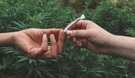 Trotz Teillegalisierung durch das CanG sinkt der Cannabiskonsum bei Jugendlichen in auf den niedrigsten Stand seit 2002. 