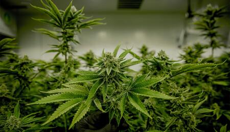 Die SPD hat nicht vor, die Pläne von Gesundheitsministerin Warken zur Änderung des Cannabisgesetzes zu unterstützen.