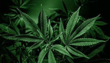 Studien haben nach der Legalisierung von Cannabis für Erwachsene keinen Anstieg des Konsums bei Jugendlichen festgestellt.