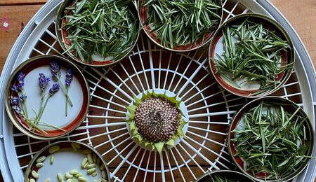 Cannabis and adaptogenic herbs, a powerful combination