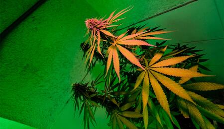 Blätter verfärbt? Erfahre, wie du Nährstoffmangel, Wurzelfäule und Schädlinge bei Cannabis erkennst und behebst.