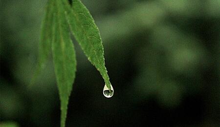 Warum der pH-Wert über den Ertrag beim Cannabis-Anbau entscheidet. Tipps zum Messen, Anpassen und Optimieren.