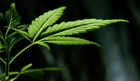 Neue Forschungen in Südafrika zeigen, warum Cannabisblätter nützliche Verbindungen enthalten können.