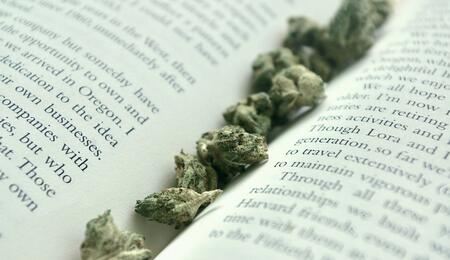 Japanische Studie sagt, Cannabis ist keine Einstiegsdroge