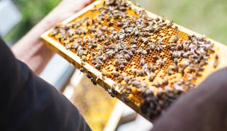 Cannabis als neuer Hoffnungsträger für den Bienenschutz