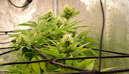 Common Cannabis Growing Mistakes Beginners Make