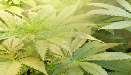 Du cannabis contre le mal de dos