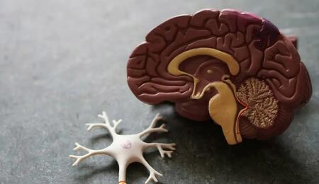  Le cerveau se rétablit-il après l'arrêt du cannabis ?