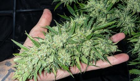 Variedades de cannabis resistentes a botrytis