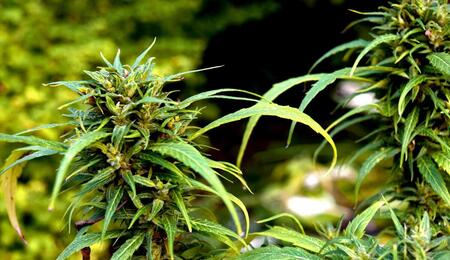 Chris Webber announces new strains arrival, new cannabis brand.