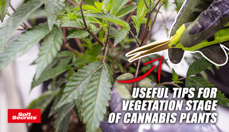 La croissance des plants de cannabis