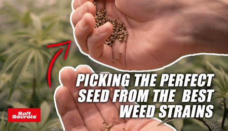 Soft Secrets “Perfect Grow” What Makes a Great Seed?