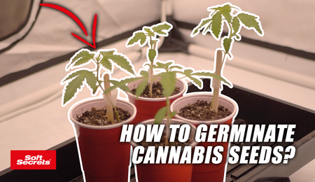 Image of four germinating cannabis plants in a growing tent