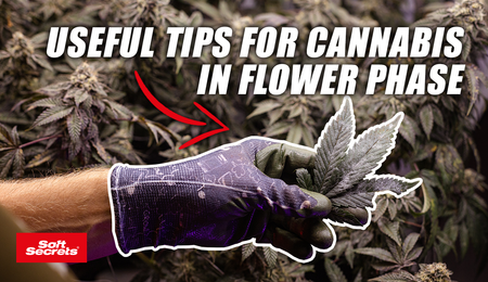 8 Ways To Grow The Best Tasting Cannabis Buds