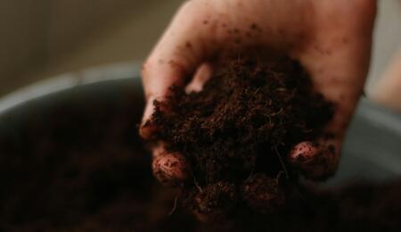 When it comes to growing cannabis, choosing the right medium is crucial for success. Two popular options are soil and coco coir.