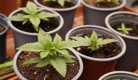 De nouveaux composés soufrés dans le profil aromatique du cannabis