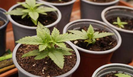 De nouveaux composés soufrés dans le profil aromatique du cannabis