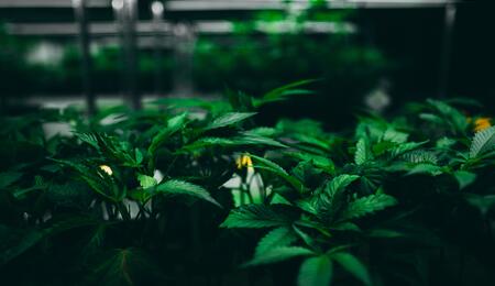 Controla la polución de la luz en el cultivo de cannabis.